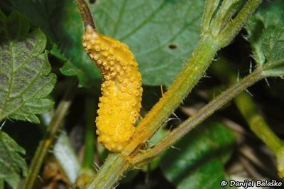 puccinia-urticata