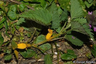 puccinia-urticata