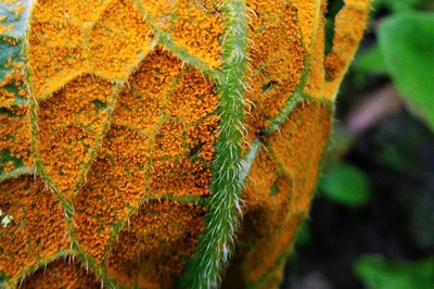 Pucciniastrum symphyti