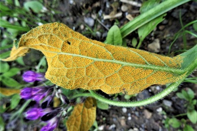 pucciniastrum-symphyti1