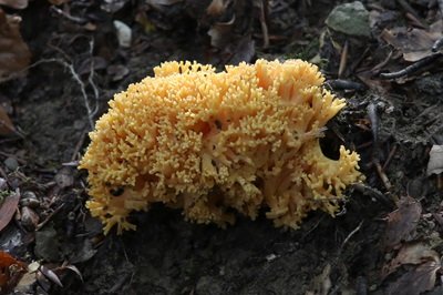 Ramaria aurea