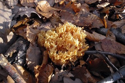 ramaria-aurea