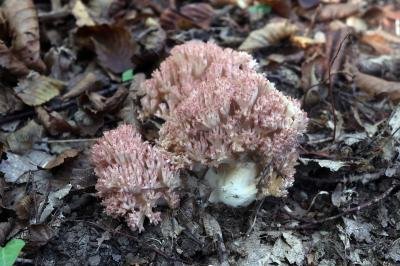 Ramaria botrytis