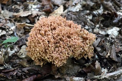 ramaria-botrytis