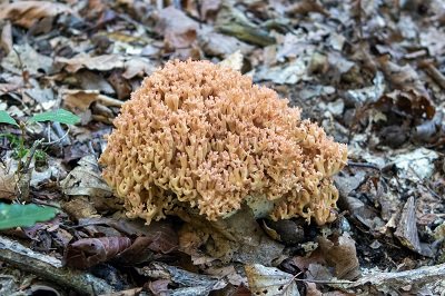 ramaria-botrytis