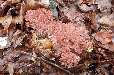 ramaria-botrytis