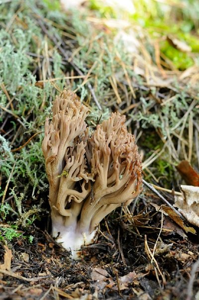 Ramaria fennica