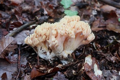 Ramaria formosa