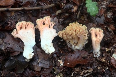 ramaria-formosa