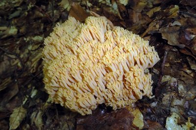 ramaria-formosa