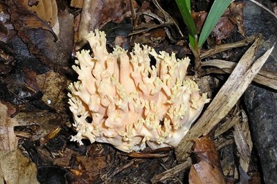 ramaria-formosa