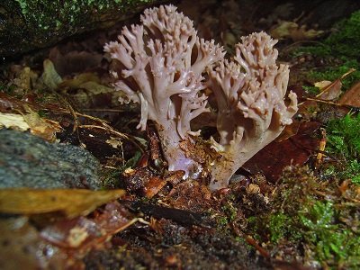 Ramaria fumigata