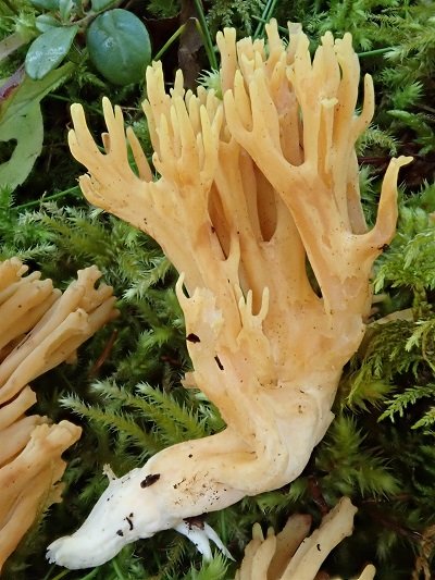 Ramaria ignicolor