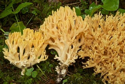 Ramaria obtusissima