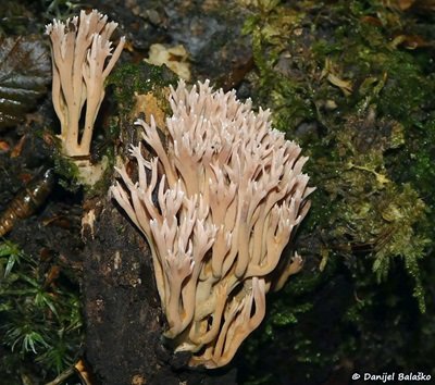 Ramaria rubella