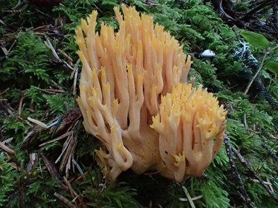 Ramaria sandaracina