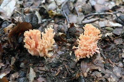 Ramaria subbotrytis