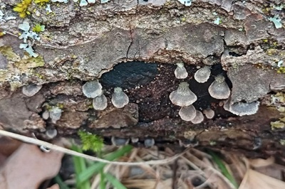 resupinatus-applicatus1