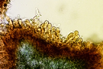 resupinatus-applicatus10