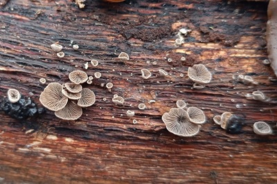 resupinatus-applicatus6