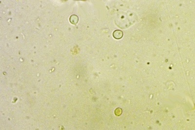 resupinatus-applicatus8