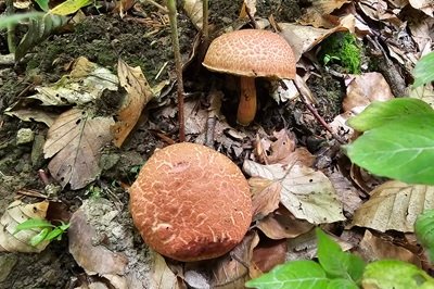 Rheubarbariboletus armeniacus