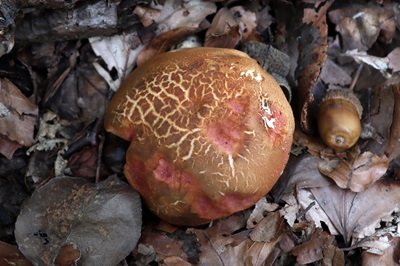 rheubarbariboletus-armeniacus