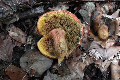 rheubarbariboletus-armeniacus