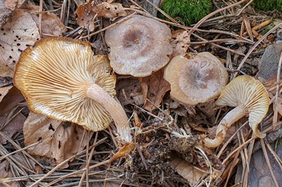 Rhizocybe pruinosa