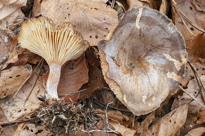 rhizocybe-pruinosa2