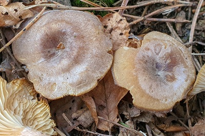 rhizocybe-pruinosa3