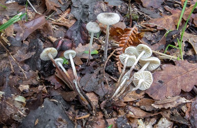 Rhizomarasmius undatus