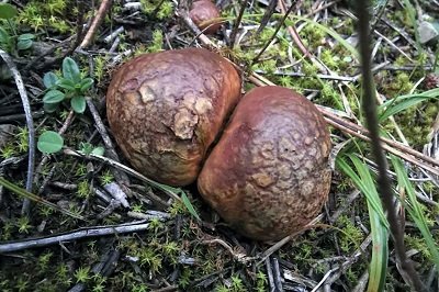 Rhizopogon roseolus