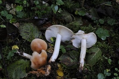 Rhodocollybia maculata