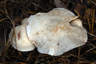 rhodocollybia-maculata1