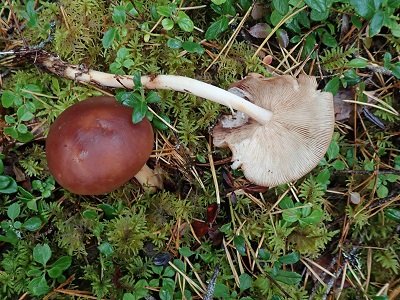 Rhodocollybia prolixa