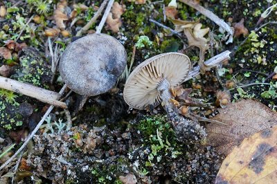 Rhodocybe parilis