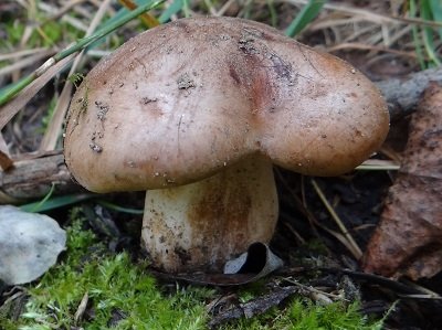 Rhodocybe truncata