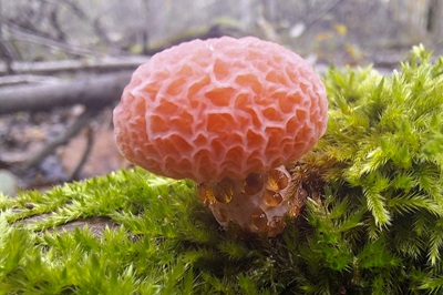 Rhodotus palmatus