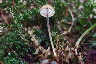 Rickenella swartzii