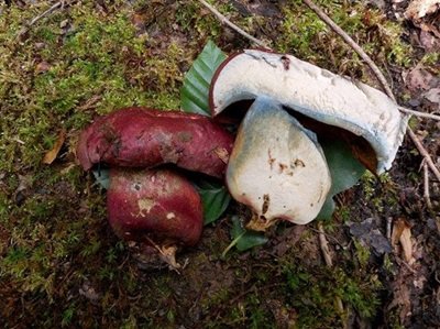 Rubroboletus demonensis