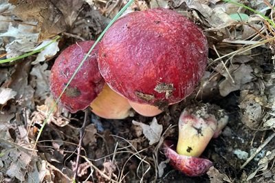 Rubroboletus dupainii