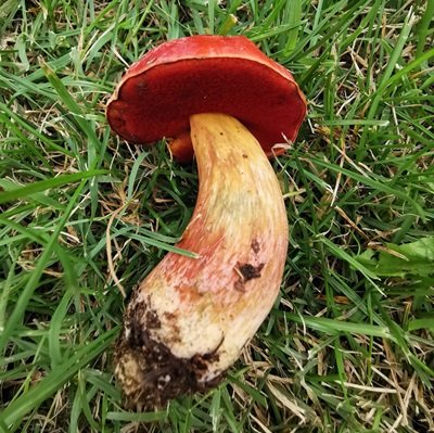 rubroboletus-dupainii