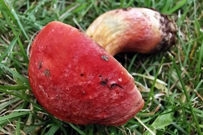 rubroboletus-dupainii