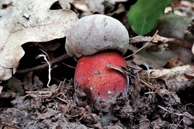 rubroboletus-legaliae1