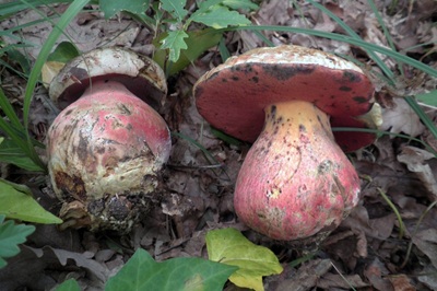 rubroboletus-legaliae2