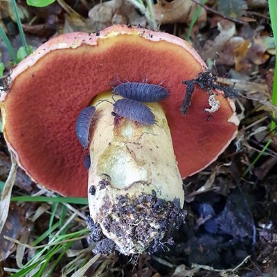 Rubroboletus lupinus