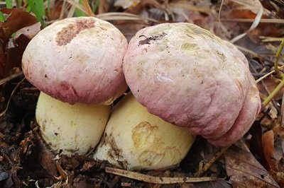 Rubroboletus pulchrotinctus