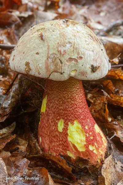 Rubroboletus rhodoxanthus