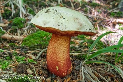 rubroboletus-rhodoxanthus